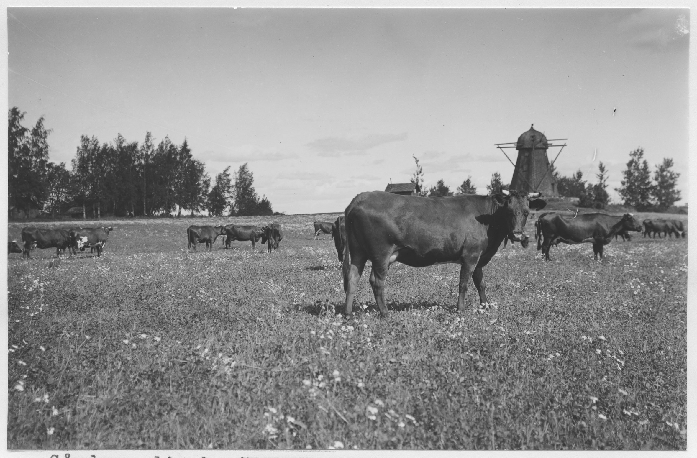 Mårten Sjöbeck, Segersjö, gårdens djurbesättning