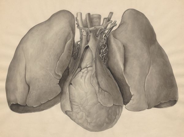 J Tinkelenberg, Heart and adjacent organs