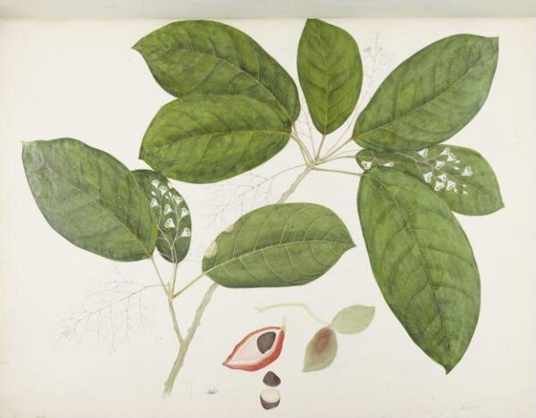 unknown, Flowers and Fruits