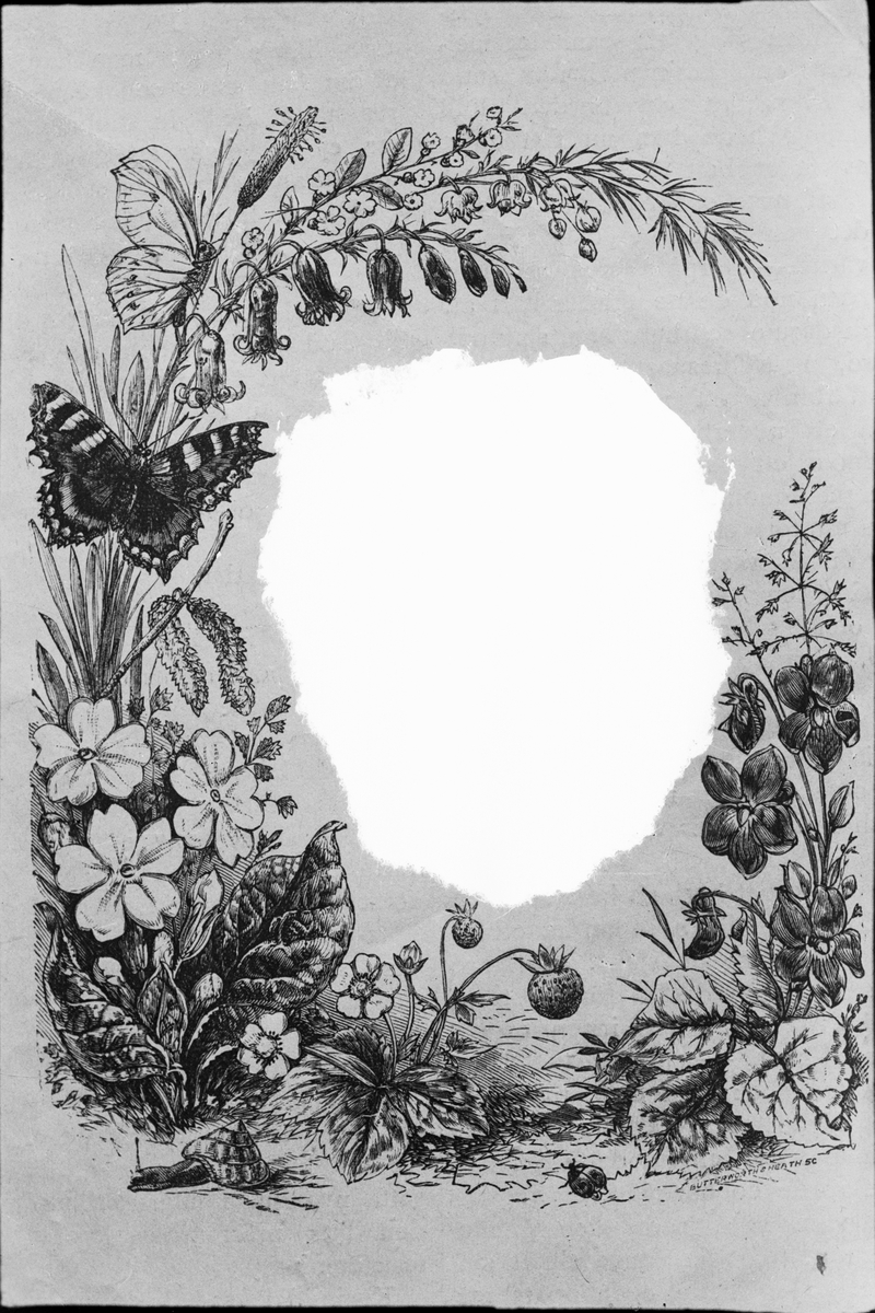 Skötsner-Edhlund, Teckning