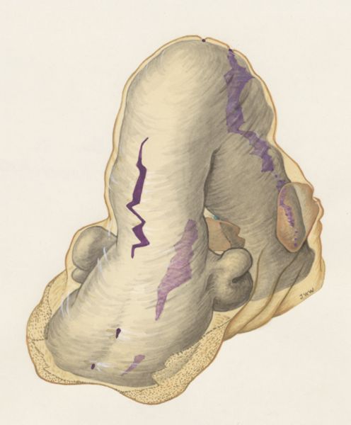 J Wetselaar-Whittaker, Embryonic tissue of a rat