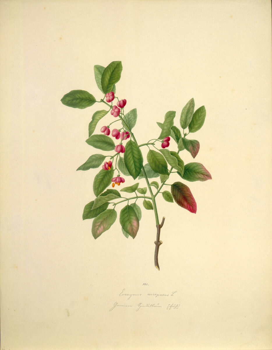 AugustRokert, Euonymus europaeus L - Gewöhnlicher Spindelstrauch (Frucht)