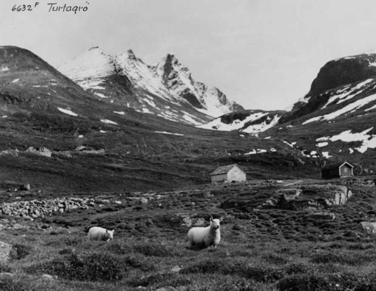 Anders Beer Wilse, -7260