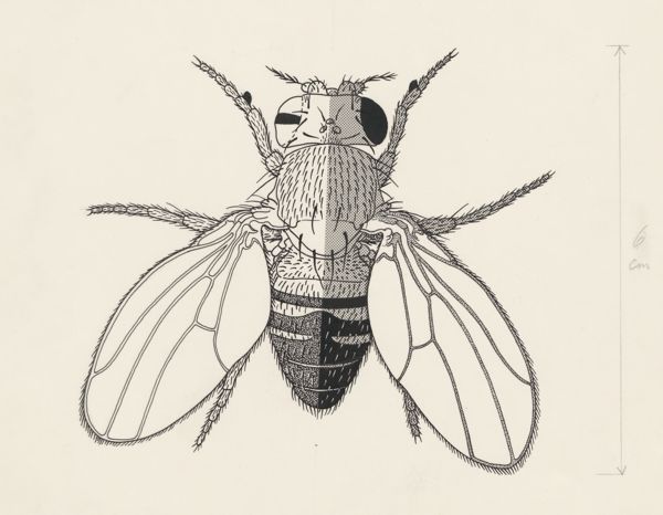J Tinkelenberg, Bee