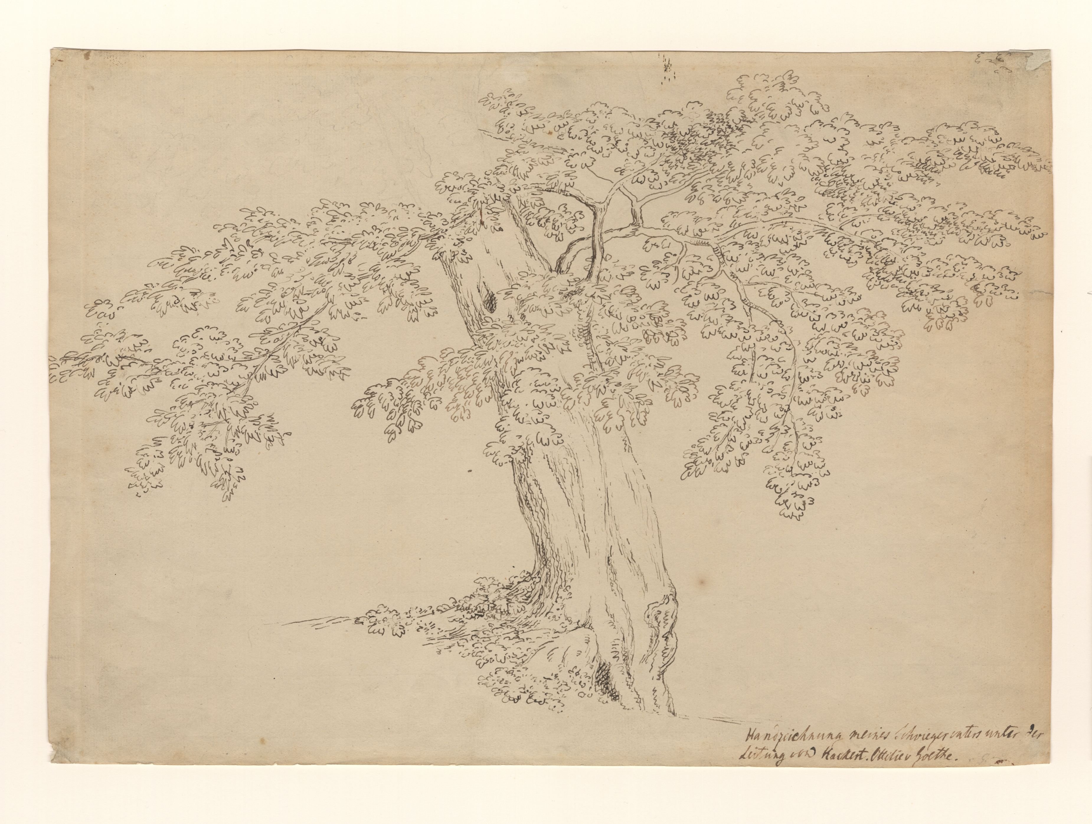 Johann Wolfgang von Goethe, Edelkastanie