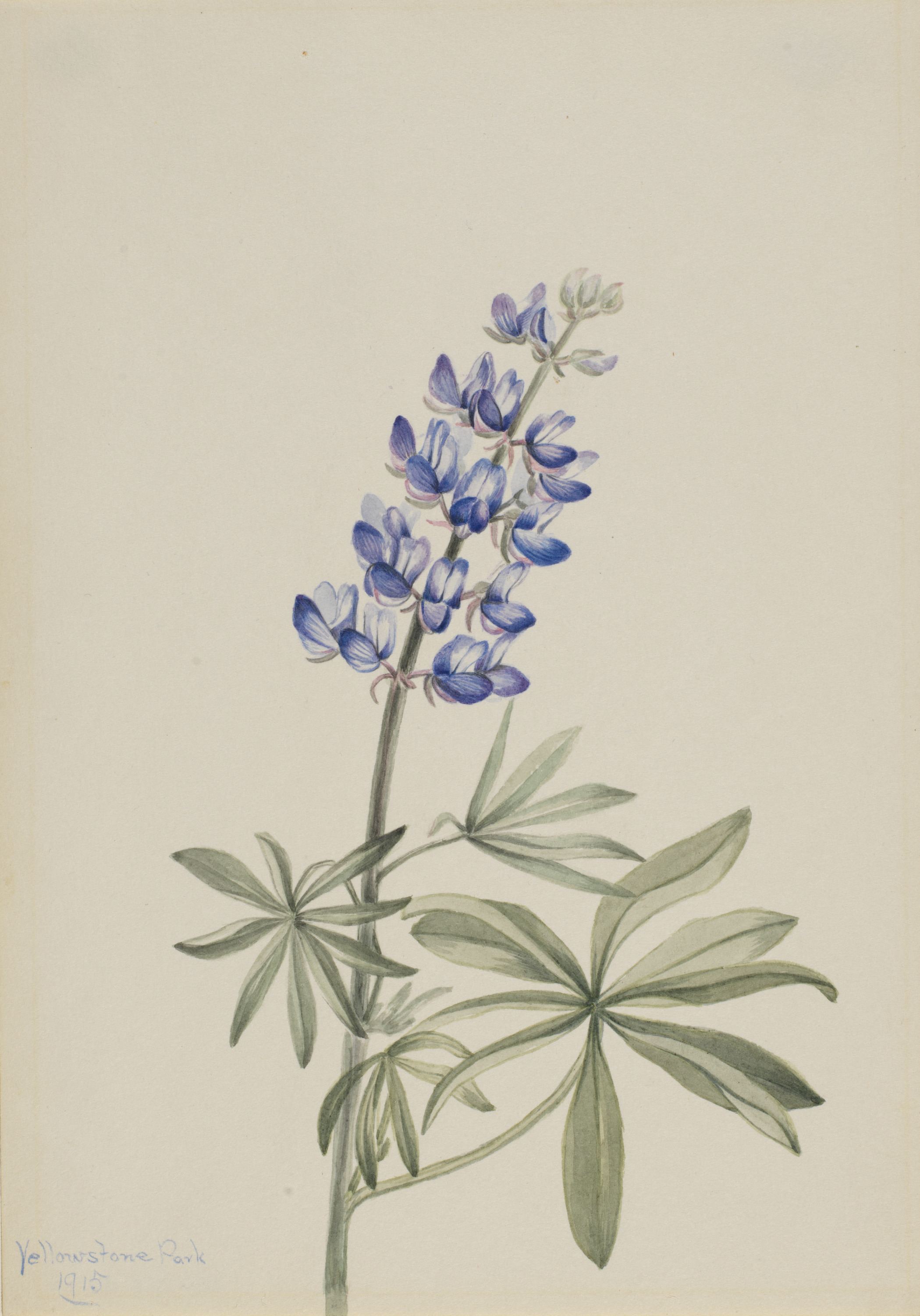 Mary Vaux Walcott, Blue Lupine (Lupinus argenteus)