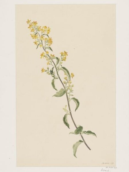 Unknown, Drawing