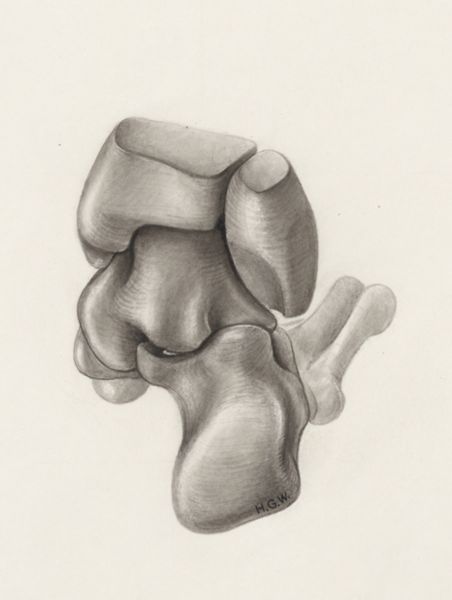 H.G Wetselaar, Musculoskeletal system of the lower extremity