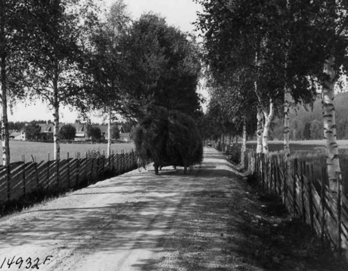 Anders Beer Wilse, -8103