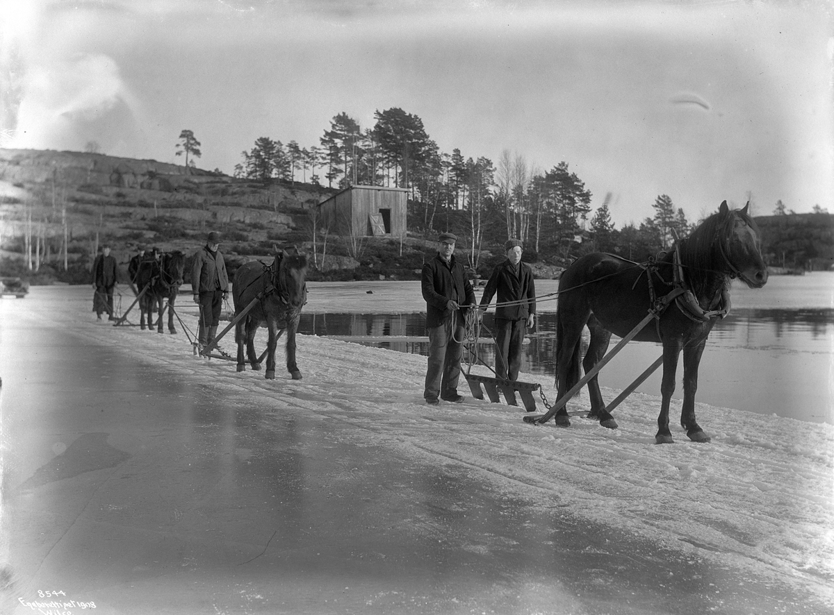 Anders Beer Wilse, Prot: Isskjæring med Heste Kragerø 14/2 1908