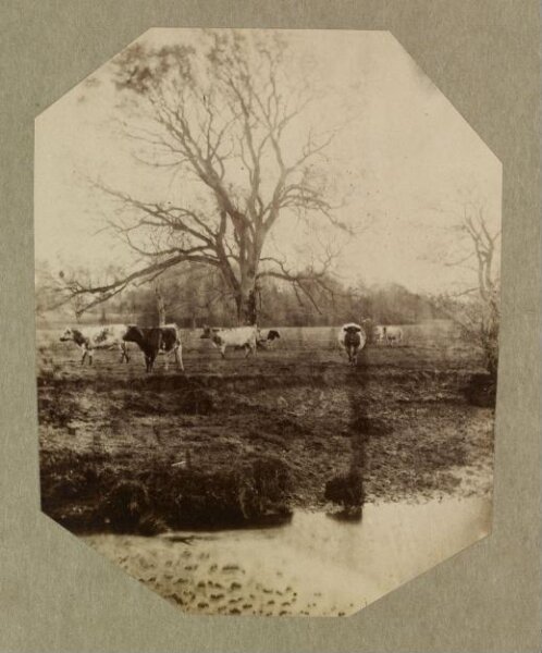 Clementina, Lady Hawarden, Photograph