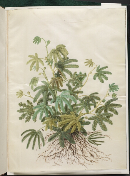 Hans Simon Holtzbecker, Mimosa polydactyla (mangefingret mimose)