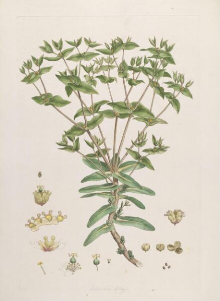 John Miller, Print
