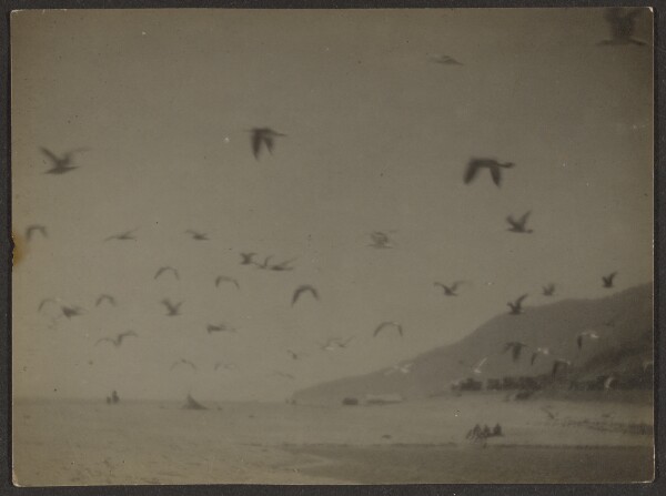 Louis Fleckenstein, [Birds, Beach Scene]