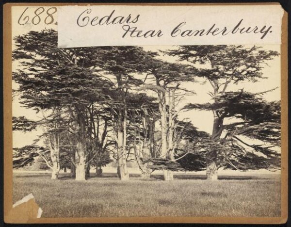 Francis Frith, Cedars near Canterbury
