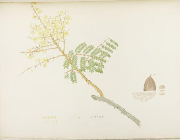 unknown, Flowers and Fruits