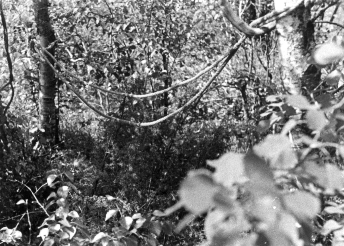 Anna Grostøl, Laging av "ronse", hengekøye" her er bæretau bundet fast mellom to trær. Fjotland, Kvinesdal, Vest-Agder 1941.