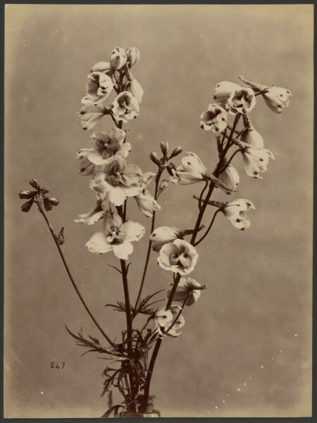 Unknown, [Floral study]