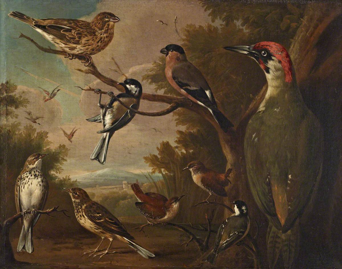 Charles Collins, British Birds: Corn Bunting; Great Tit; Bullfinch; Green Woodpecker; Pipits; Wrens and a Coal Tit