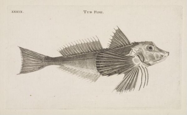 Unknown, TUB FISH.