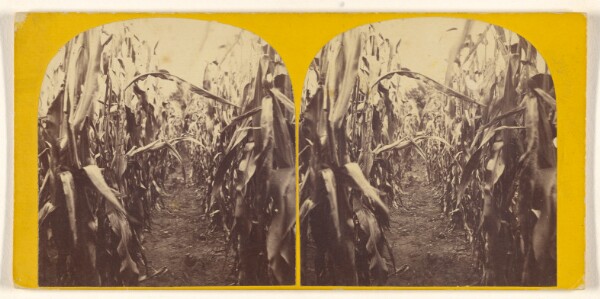 Unknown, [Cornfield]
