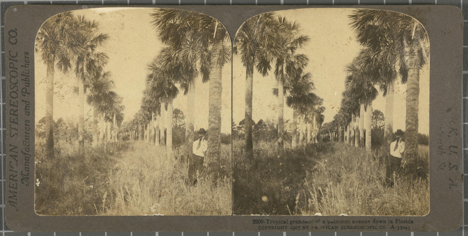 Desconegut, Tropical grandeur of a palmetto avenue down in Florida Justificació del títol, títol inscrit American Stereoscopic Company