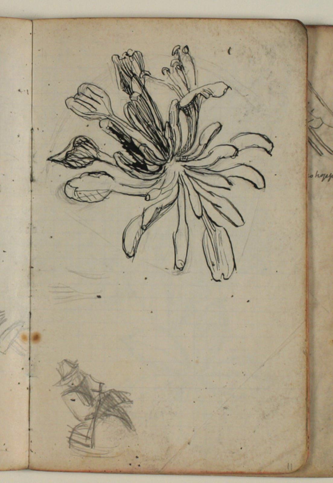 Niels Larsen Stevns, Figur- og plantestudier