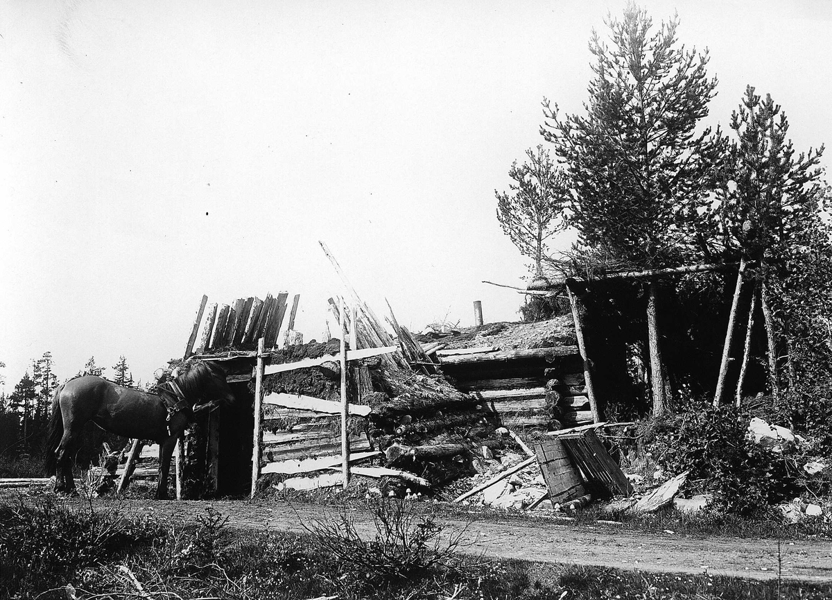 Robert Collett, Hest foran stall (?), ukjent sted, bygget av sammensatt materiale, delvis laftet. Serie tatt av Robert Collett (1842-1913), amatørfotograf og professor i zoologi.