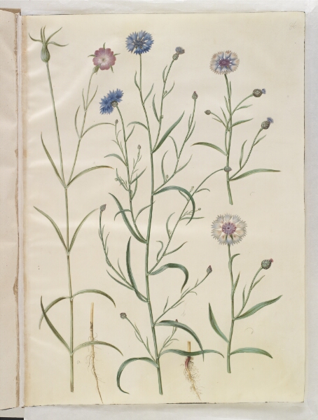 Hans Simon Holtzbecker, Agrostemma githago (almindelig klinte); Centaurea cyanus (kornblomst)