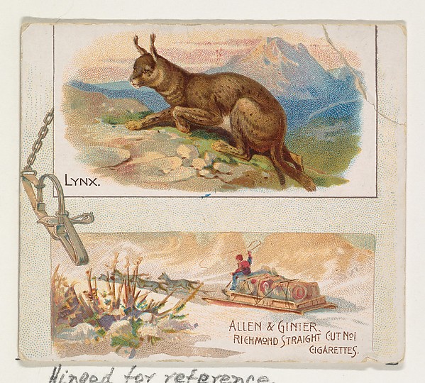 Allen & Ginter, Lynx, from Quadrupeds series (N41) for Allen & Ginter Cigarettes