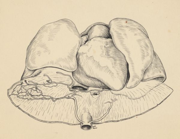 J Tinkelenberg, Part of the heart and circulatory system