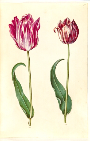 Hans Simon Holtzbecker, Tulipa gesneriana (have-tulipan)
