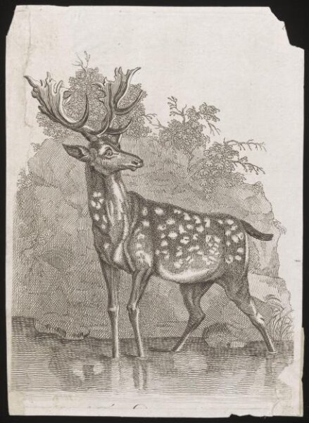 Unknown, Print