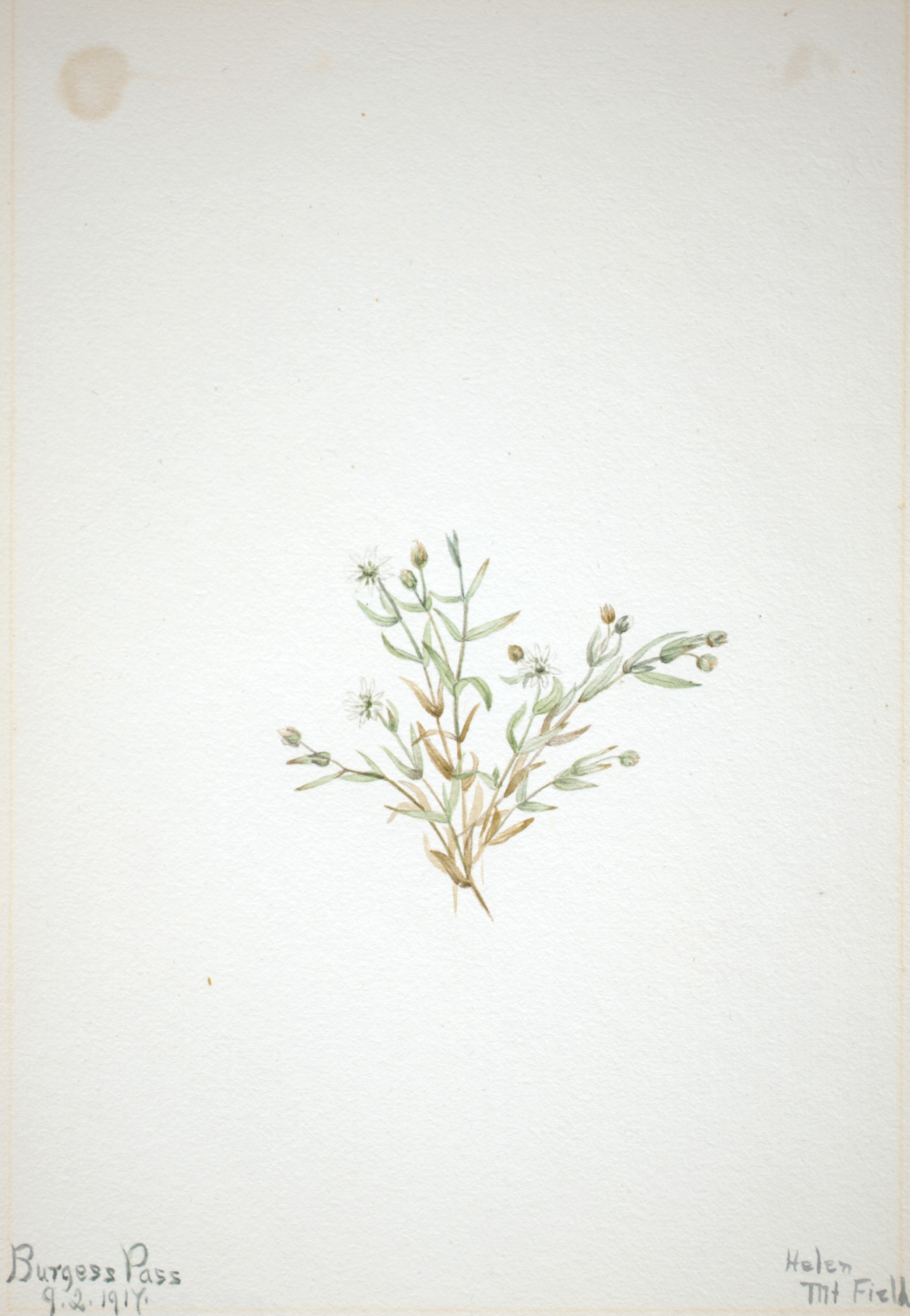 Mary Vaux Walcott, Stelleria leata