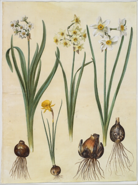 Hans Simon Holtzbecker, Narcissus tazetta (tazet); Narcissus ×medioluteus (toblomstret narcis); Narcissus bulbocodium (krinoline-narcis)