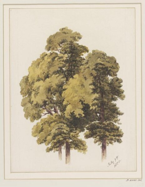 Unknown, Drawing