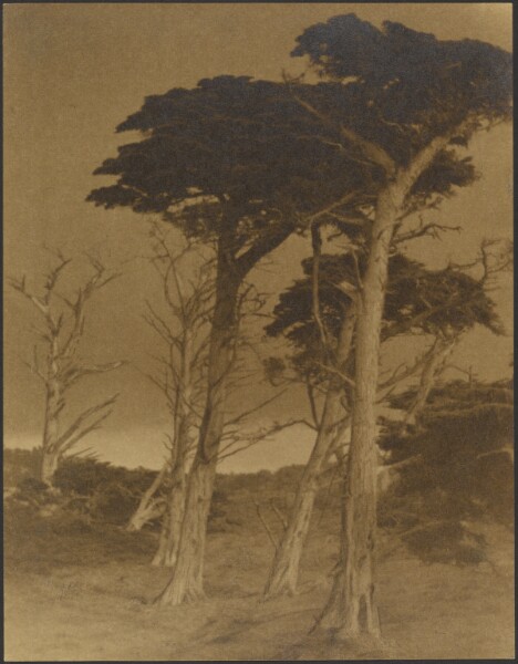 Louis Fleckenstein, [Landscape with Trees]