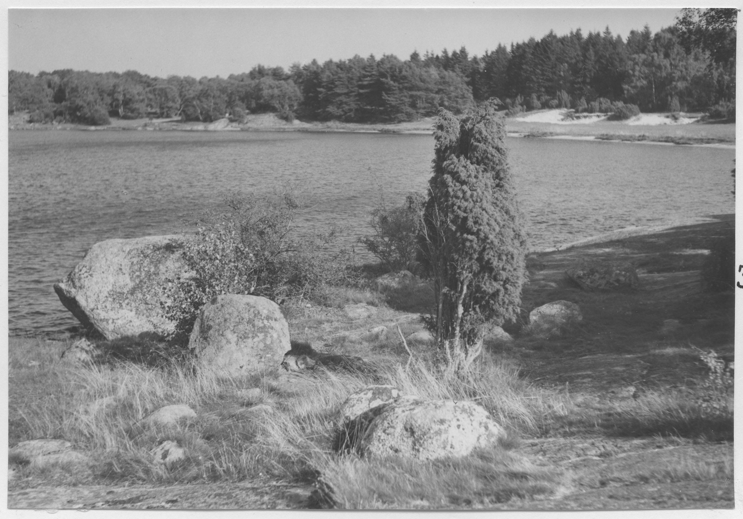 Mårten Sjöbeck, Gökalv