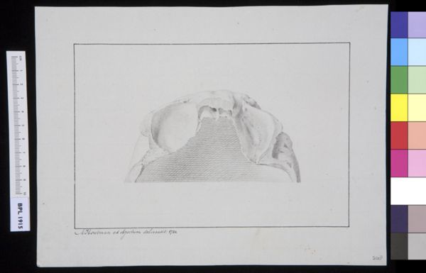 M Houtman, Skull, interior view