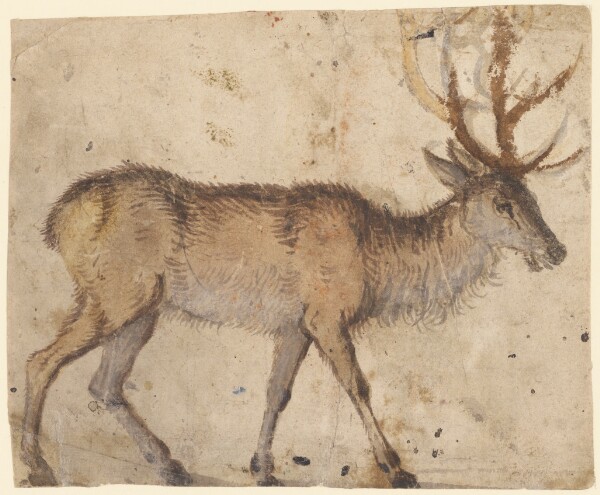 Lucas Cranach the Elder, Study of a Stag (recto); Study of Goats (verso)