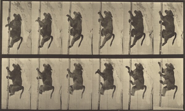 Eadweard J. Muybridge, Animal Locomotion