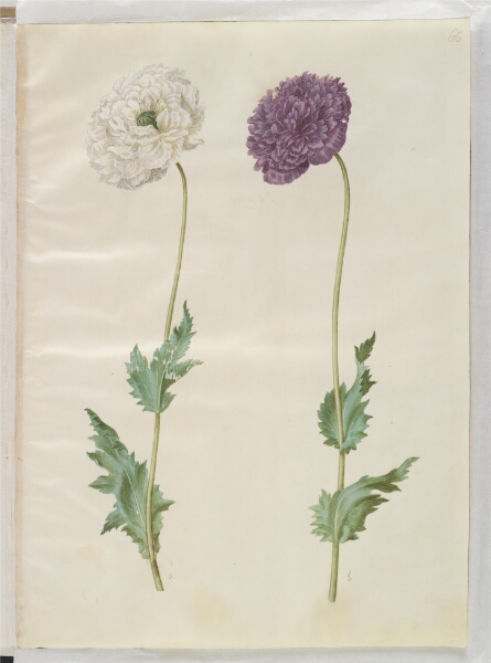 Hans Simon Holtzbecker, Papaver somniferum (opium-valmue)