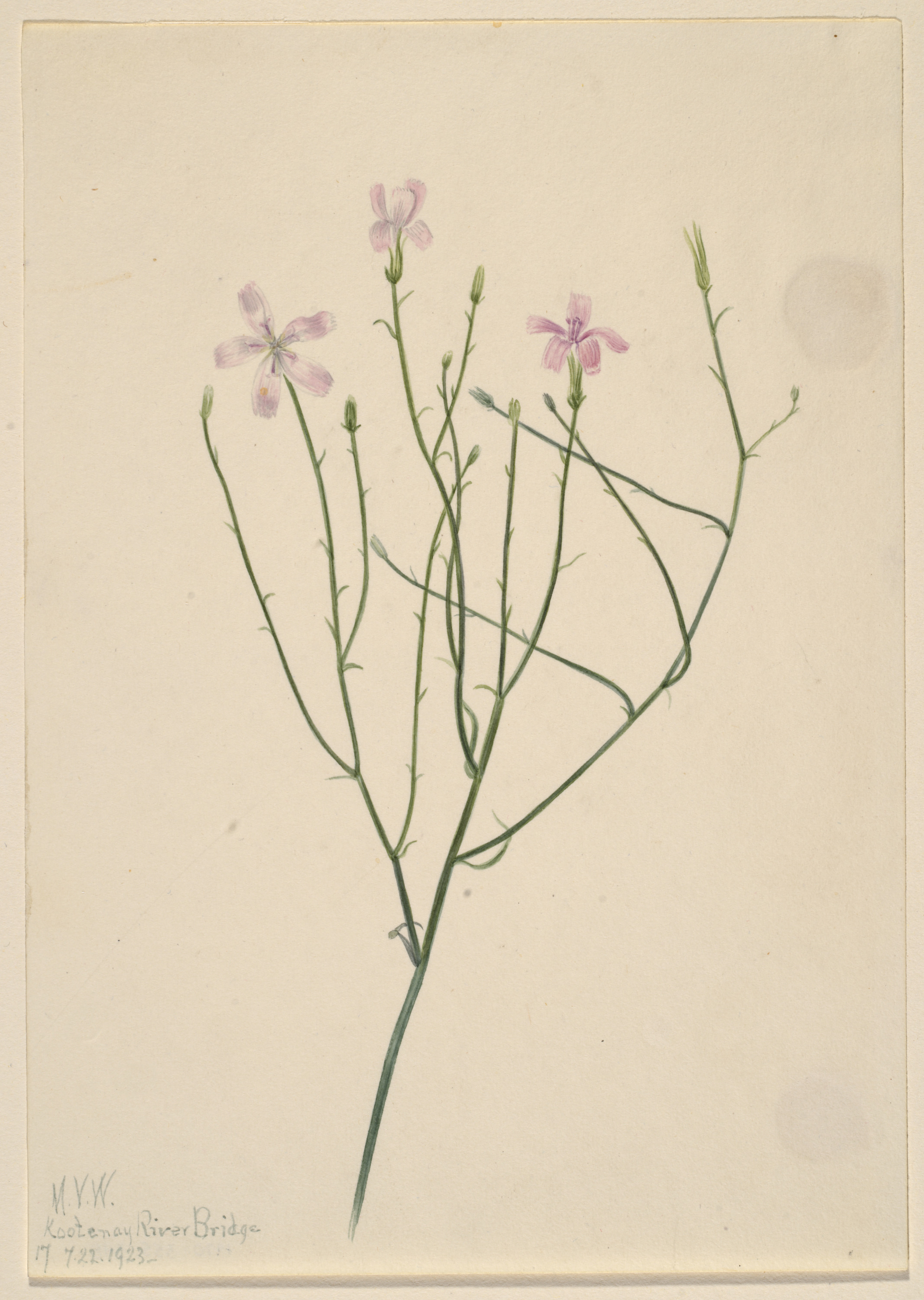 Mary Vaux Walcott, Skeleton Flower (Lygodesmia juncea)