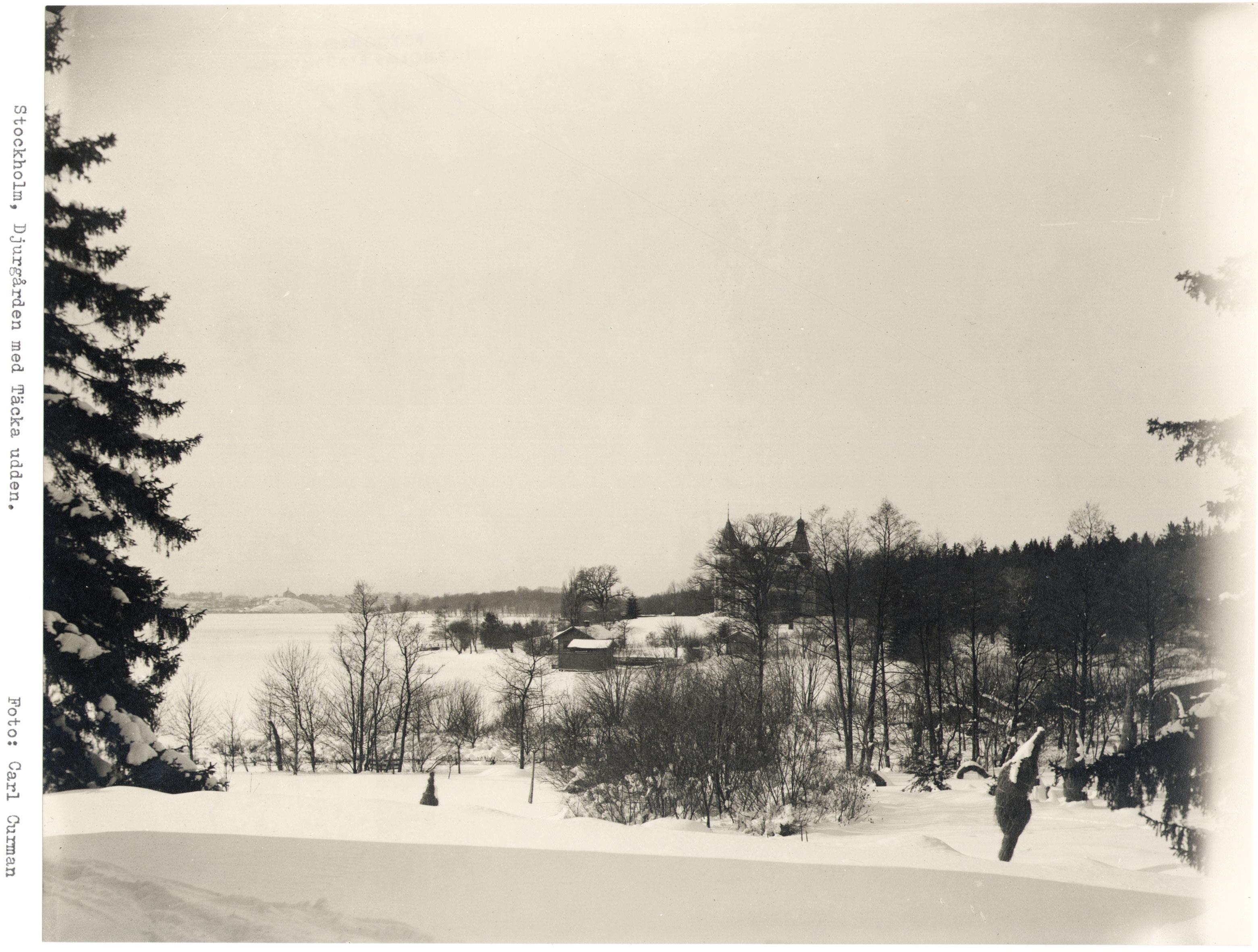 Carl Curman, Djurgården