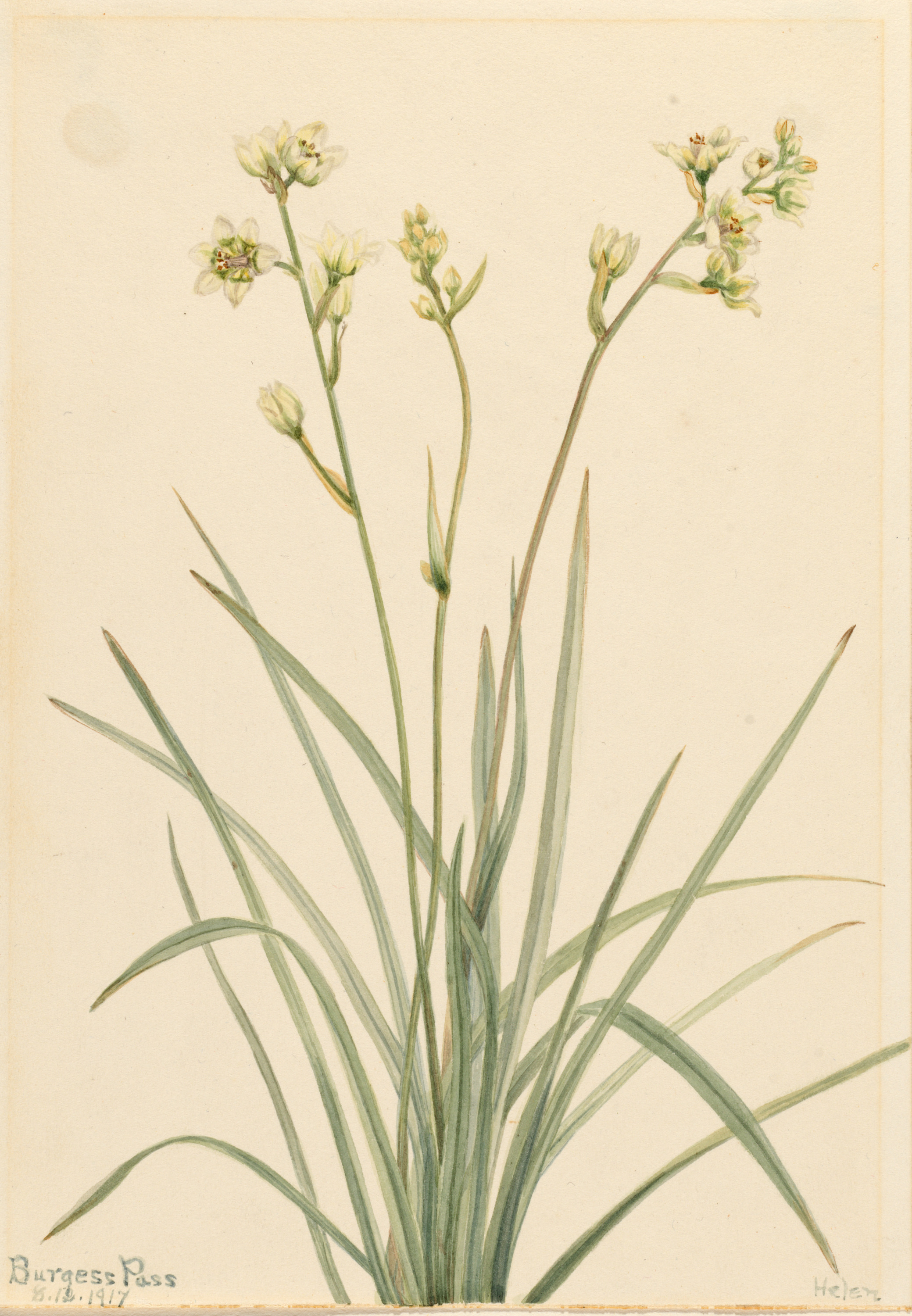 Mary Vaux Walcott, Deathcamas (Zygadenus elegans)