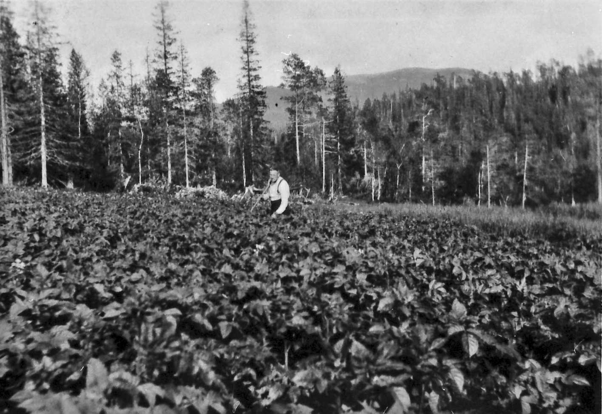 Jan Erik Øvergård, Mann i rapsåker