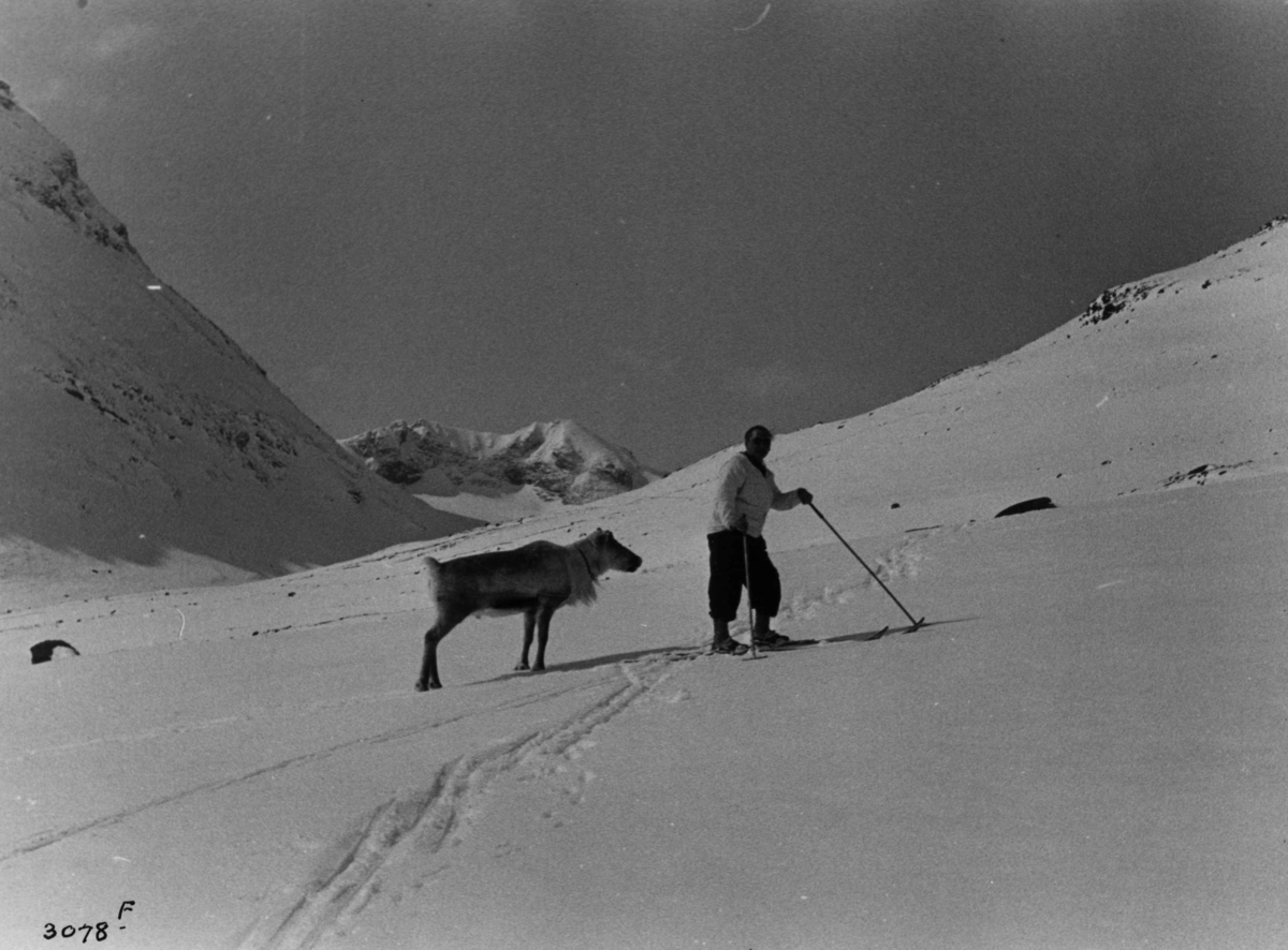 Anders Beer Wilse, Skiløper og reinsdyr ved Tverråtindan i Jotunheimen med snødekte fjell.