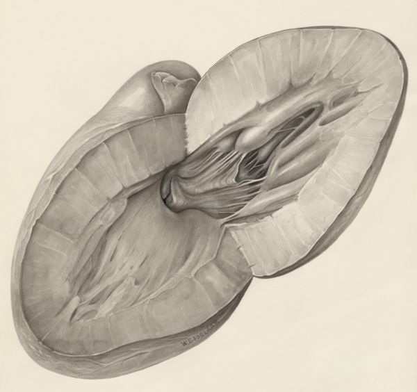 H.G Wetselaar, Heart