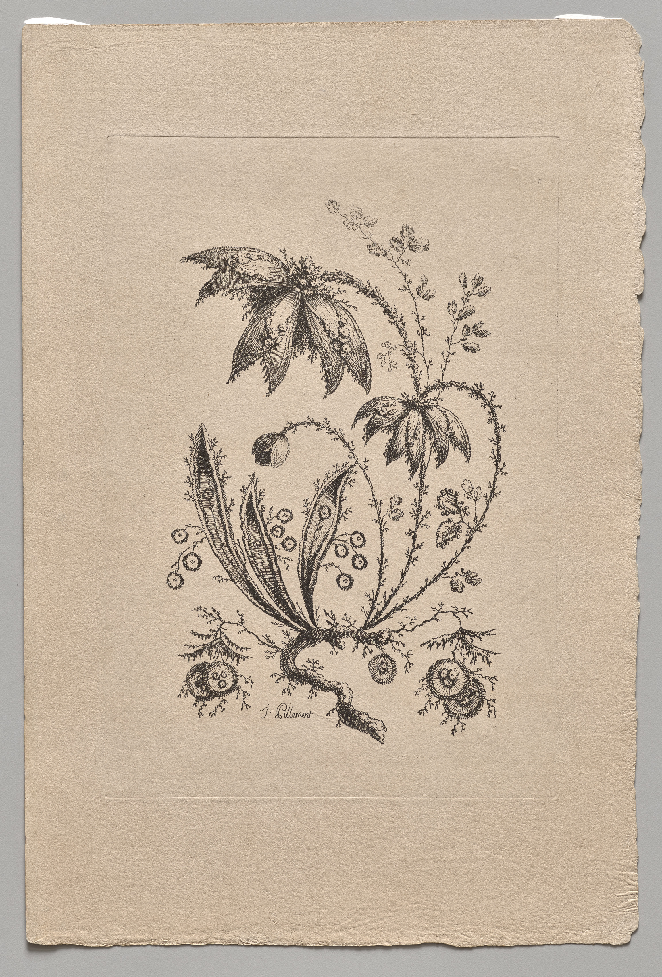 Jean Baptiste Pillement, Persian Flowers