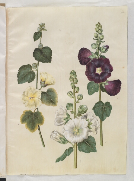Hans Simon Holtzbecker, Alcea rosea (have-stokrose)